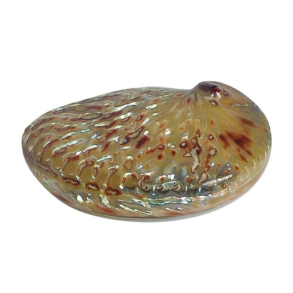 Polished Flame Midas Abalone Shell Specimen - Picture 2 of 6